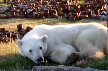Белый медведь пришел за помощью к людям из-за с застрявшей в пасти банки. К нему уже летят ветеринары из Москвы (видео)
