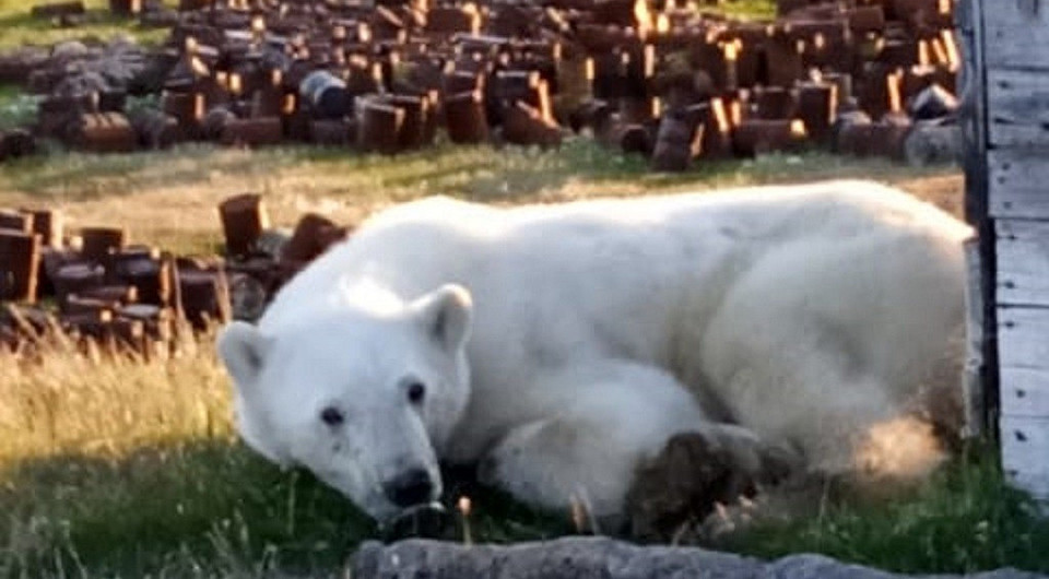 Белый медведь пришел за помощью к людям из-за с застрявшей в пасти банки. К нему уже летят ветеринары из Москвы (видео)