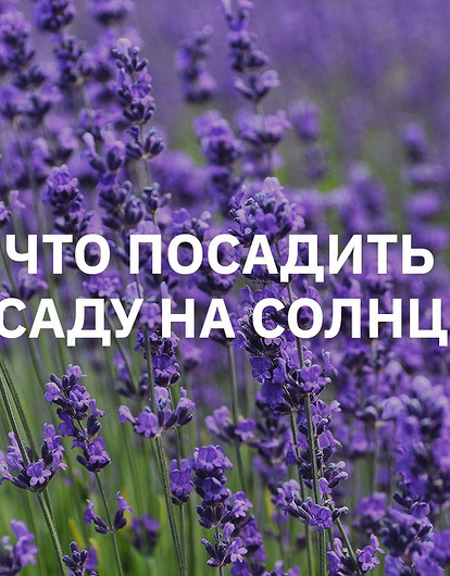 Что посадить в саду на солнце