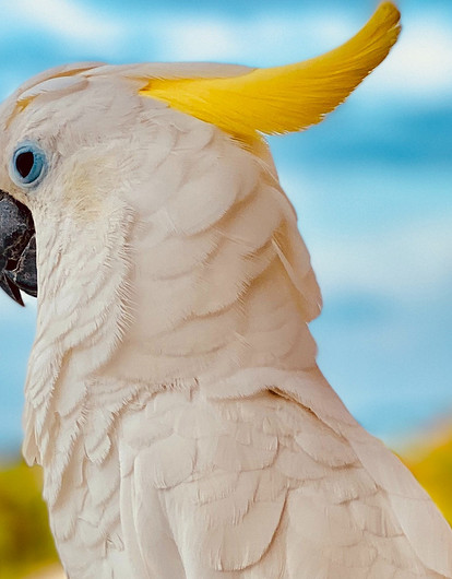 Попугай выщипал себе все перья от депрессии. Но хозяин придумал, как его спасти (видео)