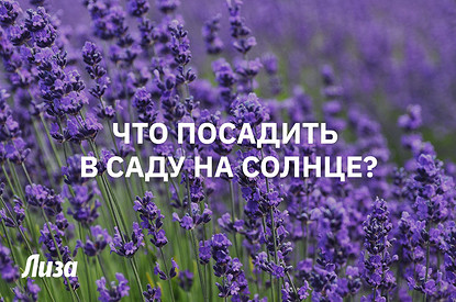 Что посадить в саду на солнце
