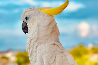 Попугай выщипал себе все перья от депрессии. Но хозяин придумал, как его спасти (видео)