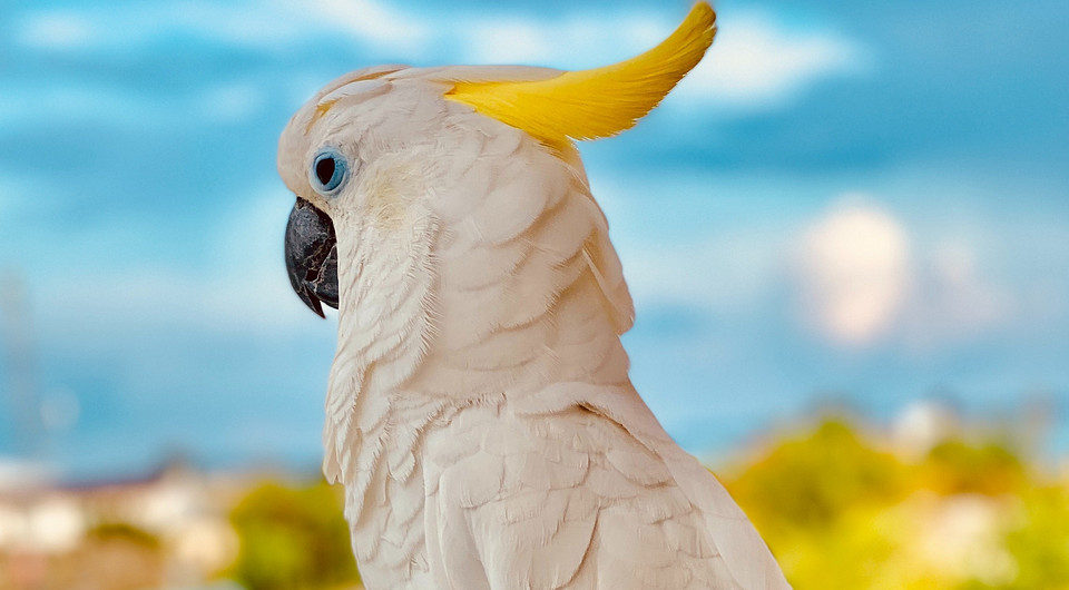 Попугай выщипал себе все перья от депрессии. Но хозяин придумал, как его спасти (видео)