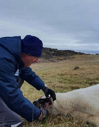 «Три мешка рыбы»: белую медведицу из поселка Диксон спасли и отправили на волю с подарками (видео)