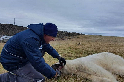 «Три мешка рыбы»: белую медведицу из поселка Диксон спасли и отправили на волю с подарками (видео)