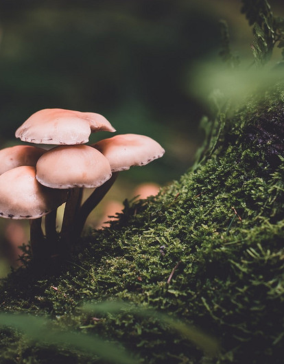 Тихая охота-2022: когда пойдут грибы в разных регионах