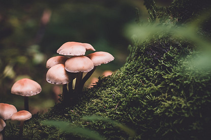 Тихая охота-2022: когда пойдут грибы в разных регионах