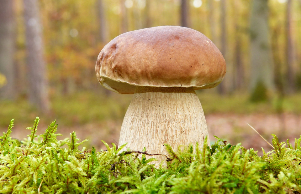 Тихая охота-2022: когда пойдут грибы в разных регионах