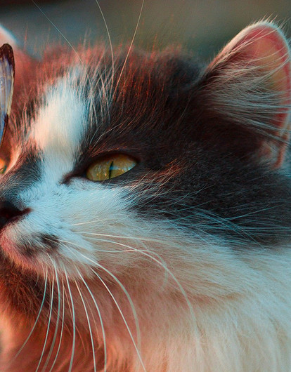 Что-то на кошачьем: 8 признаков того, что питомец тебя любит