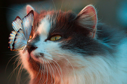 Что-то на кошачьем: 8 признаков того, что питомец тебя любит