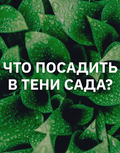 Что посадить на даче в тени