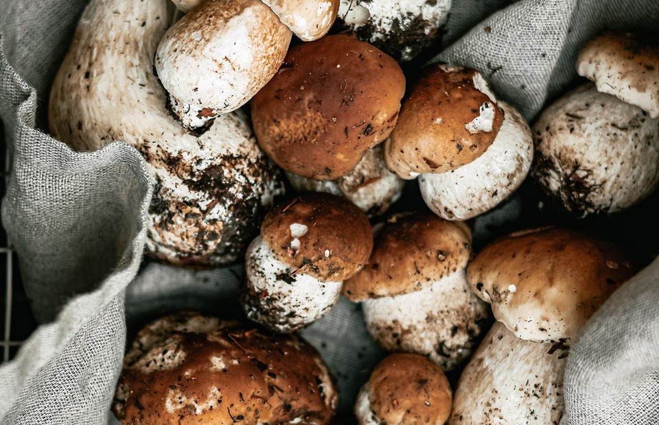 В духовке, на нитке и еще 4 способа сушить белые грибы