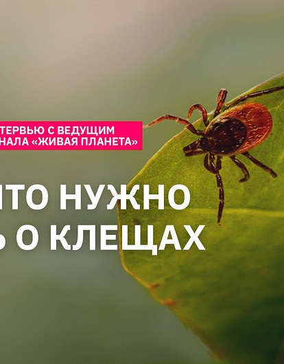 Всё, что нужно знать о клещах