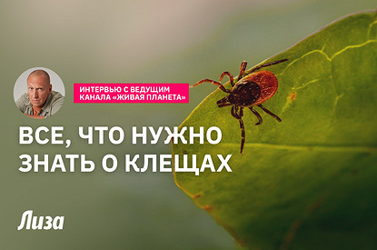 Всё, что нужно знать о клещах