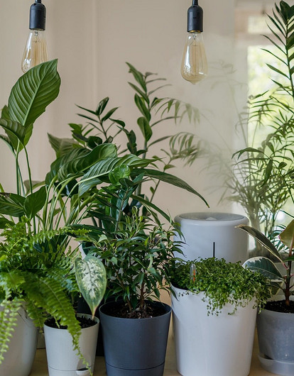 7 советов, как помочь домашним растениям пережить жару