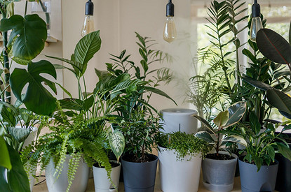 7 советов, как помочь домашним растениям пережить жару