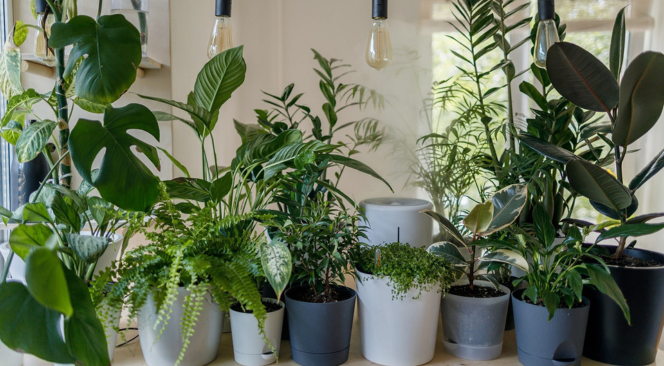 7 советов, как помочь домашним растениям пережить жару
