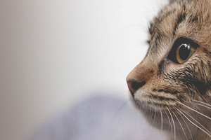Аллергия на кошек: мифы, правда и самые эффективные способы лечения