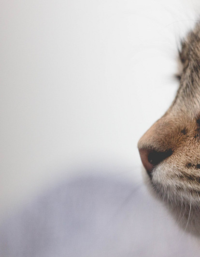 Аллергия на кошек: мифы, правда и самые эффективные способы лечения