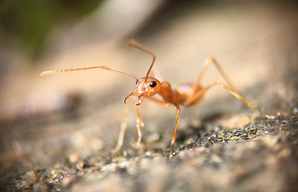 Как избавиться от муравьев в квартире: 15 эффективных средств