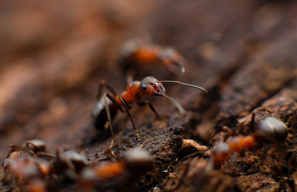 Как избавиться от муравьев в квартире: 15 эффективных средств