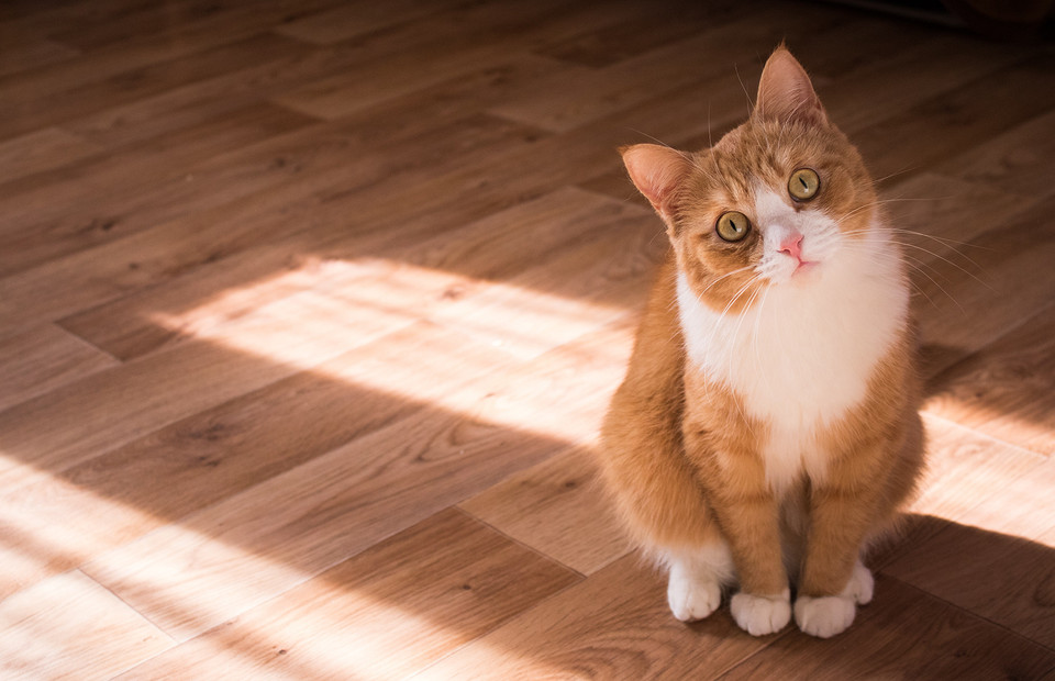 Аллергия на кошек: мифы, правда и самые эффективные способы лечения