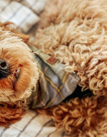 От мопса до хаски: 10 пород собак, которые живут дольше всех