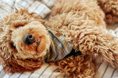 От мопса до хаски: 10 пород собак, которые живут дольше всех