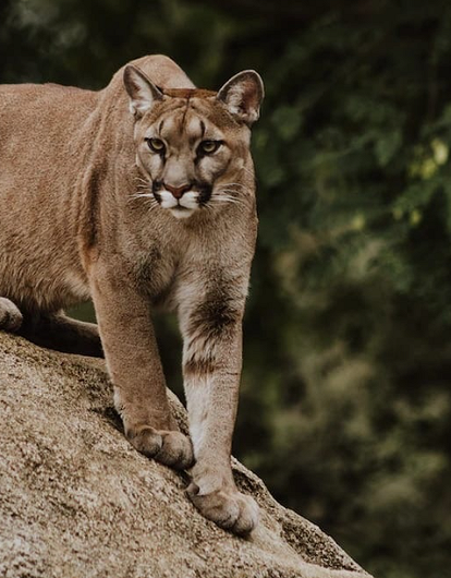 Мужчина отправился на прогулку с пумой в Москве