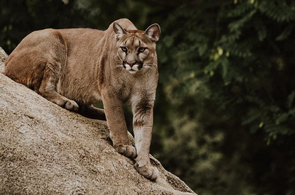 Мужчина отправился на прогулку с пумой в Москве