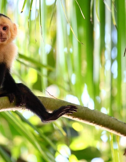 В США обезьяна вызвала полицию в зоопарк