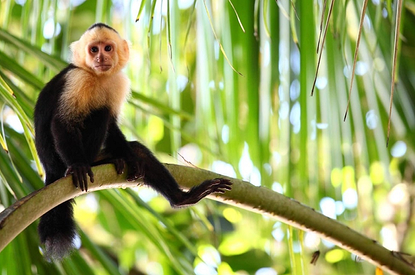 В США обезьяна вызвала полицию в зоопарк