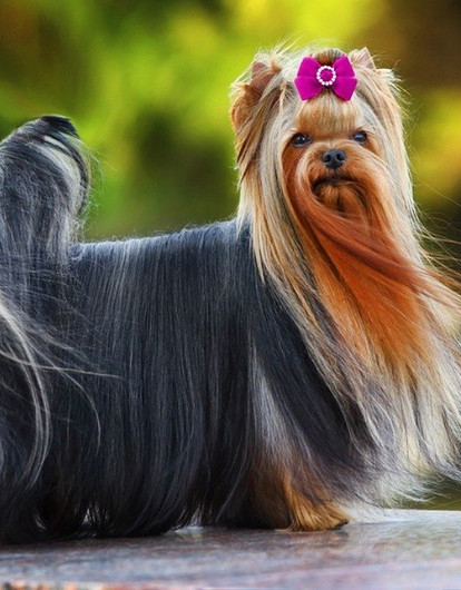 Как подстричь йорка: 30+ милых и необычных стрижек