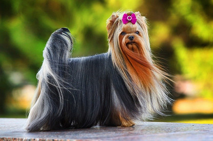 Как подстричь йорка: 30+ милых и необычных стрижек