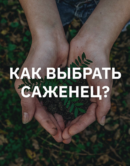Как правильно выбирать саженцы