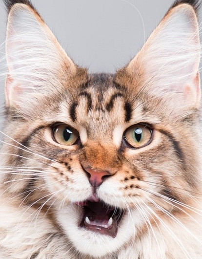 «Киса, уймись»: 6 возможных причин, почему кот постоянно мяукает