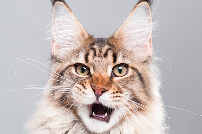 «Киса, уймись»: 6 возможных причин, почему кот постоянно мяукает