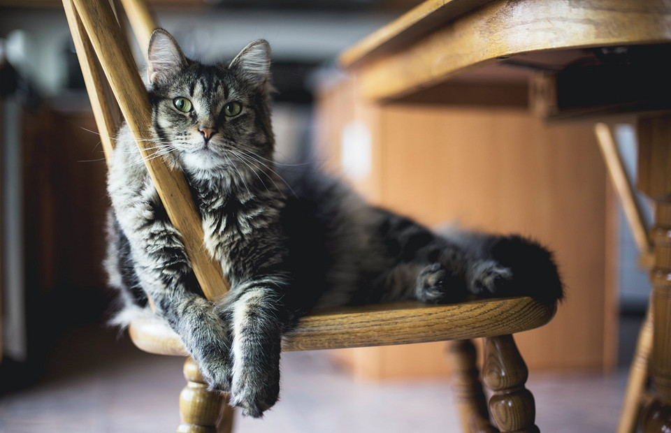 «Киса, уймись»: 6 возможных причин, почему кот постоянно мяукает