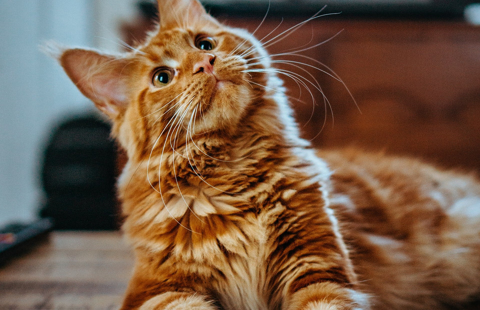 «Киса, уймись»: 6 возможных причин, почему кот постоянно мяукает