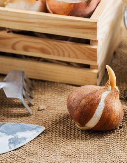 Какие цветы посадить на даче осенью: 7 луковичных растений