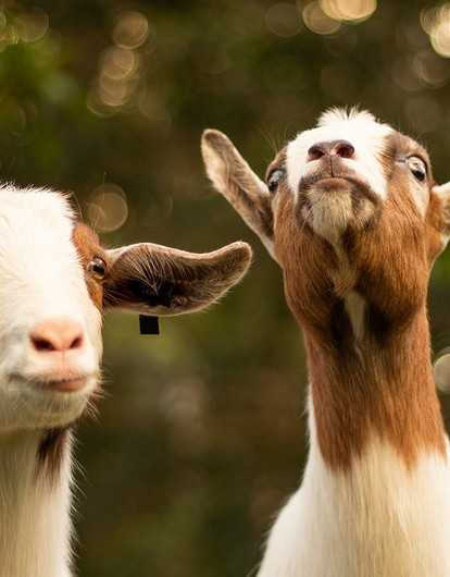 Йога с козами: что нужно знать о популярном у звезд фитнес-направлении