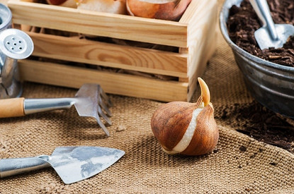 Какие цветы посадить на даче осенью: 7 луковичных растений