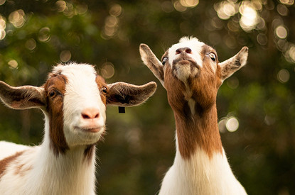 Йога с козами: что нужно знать о популярном у звезд фитнес-направлении