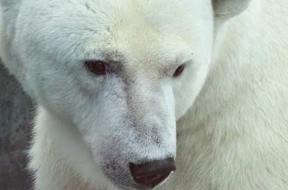 Раненый медведь с Диксона больше не сможет ходить