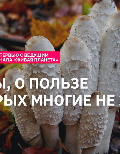 Грибы, о пользе которых многие не знают