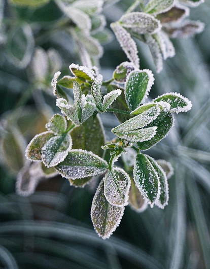 5 способов спасти огородные растения от первых заморозков