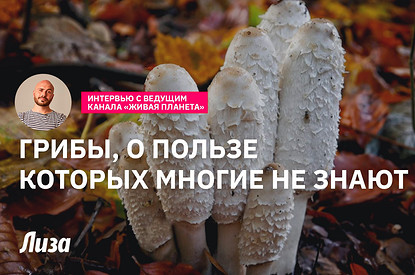 Грибы, о пользе которых многие не знают