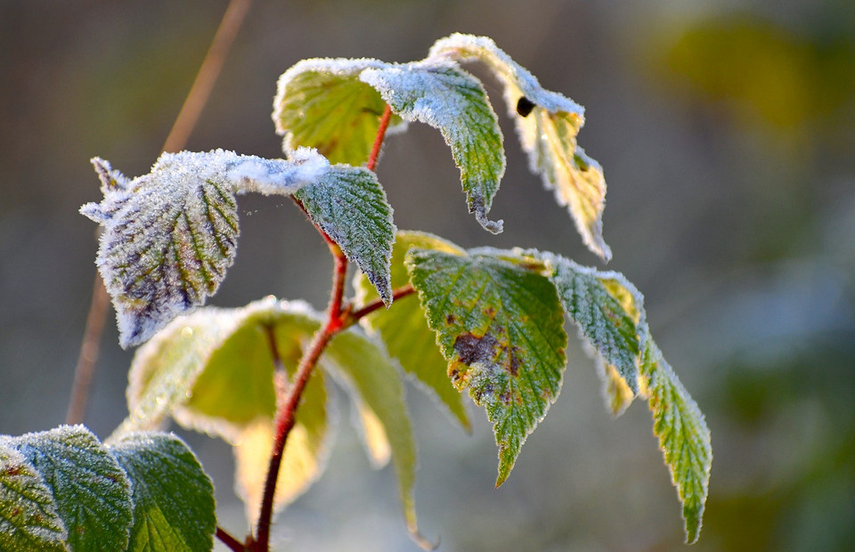 5 способов спасти огородные растения от первых заморозков
