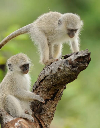 В Чехии умер первый больной оспой обезьян