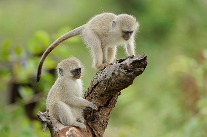 В Чехии умер первый больной оспой обезьян